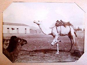 ALGERIE LES ANNEES 1900 (21)